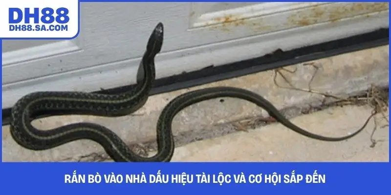 Rắn bò vào nhà dấu hiệu tài lộc và cơ hội sắp đến